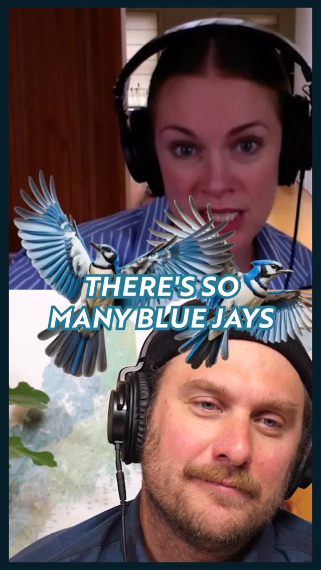 Bird Talk 🐦 For the Love of the Blue Jays with @alisoneroman ! Latest Lay it On