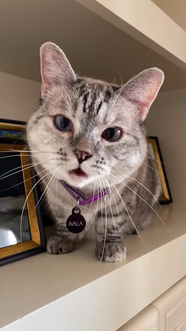 A special message from our boss: MEOW! 

#cats #cat #lovenala #catfood #nalcat