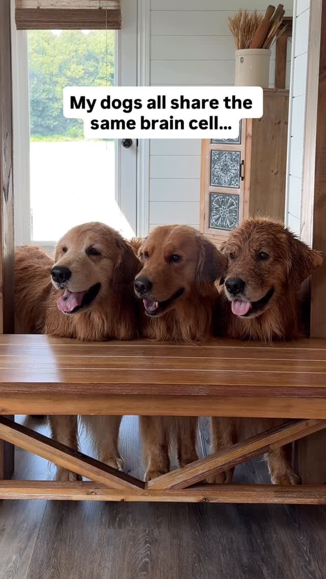 Genetics said copy + paste 🧬