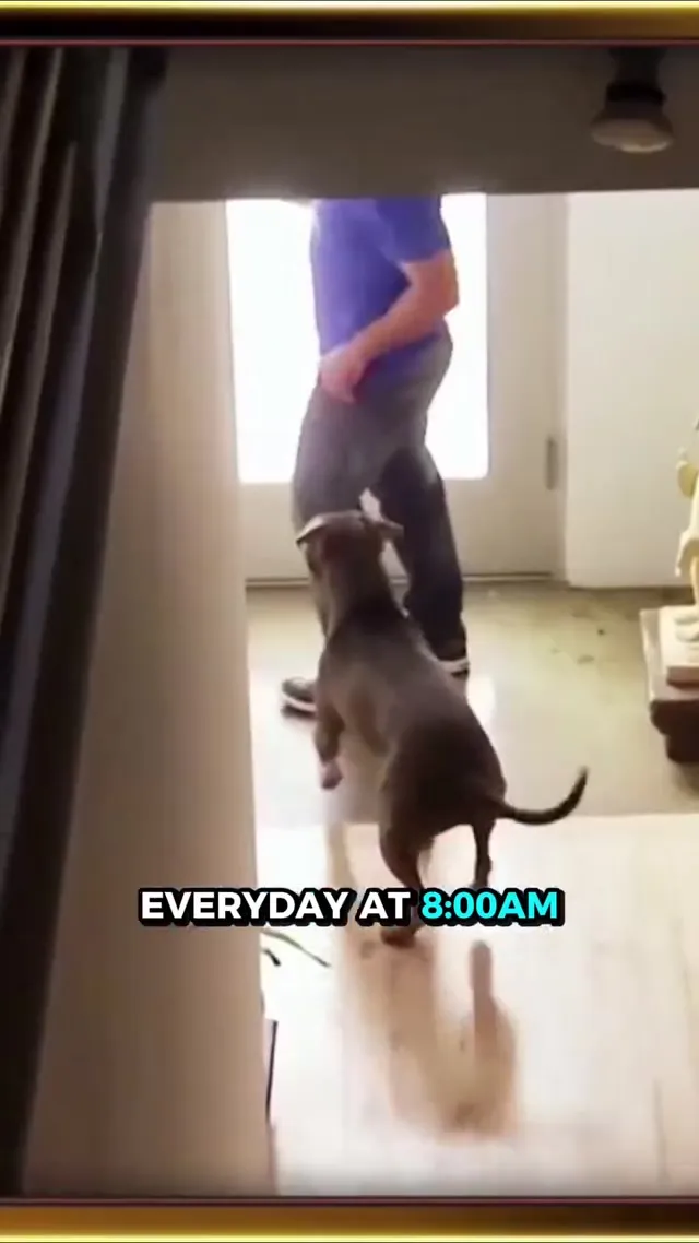 Dogs don’t just learn commands, they learn patterns.
A sound as simple as picki