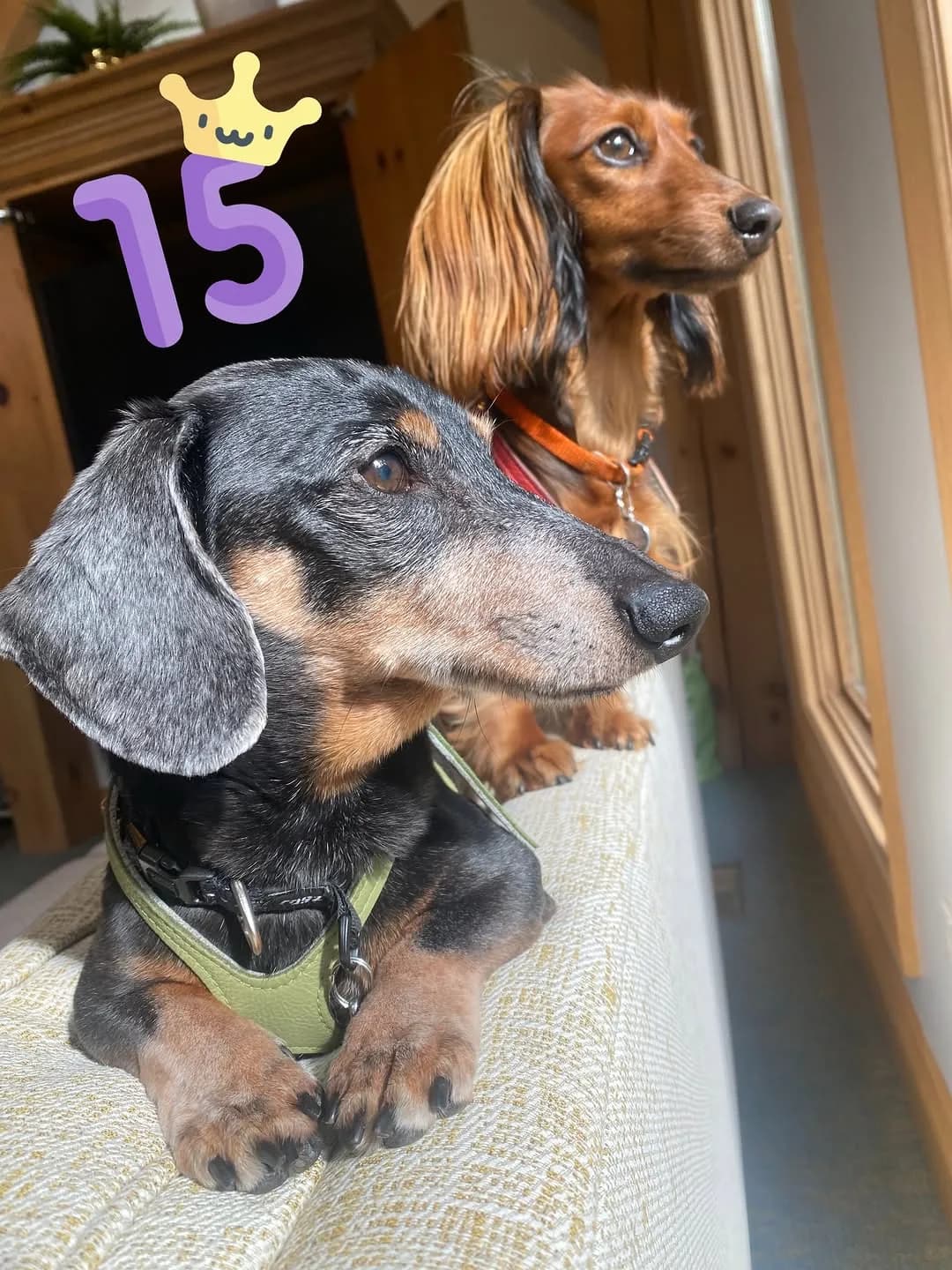 “A very happy 15th birthday to my little (canine) brother, Oakley Dokily!! 🥳 Ge