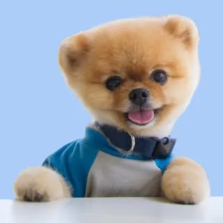 JiffPom