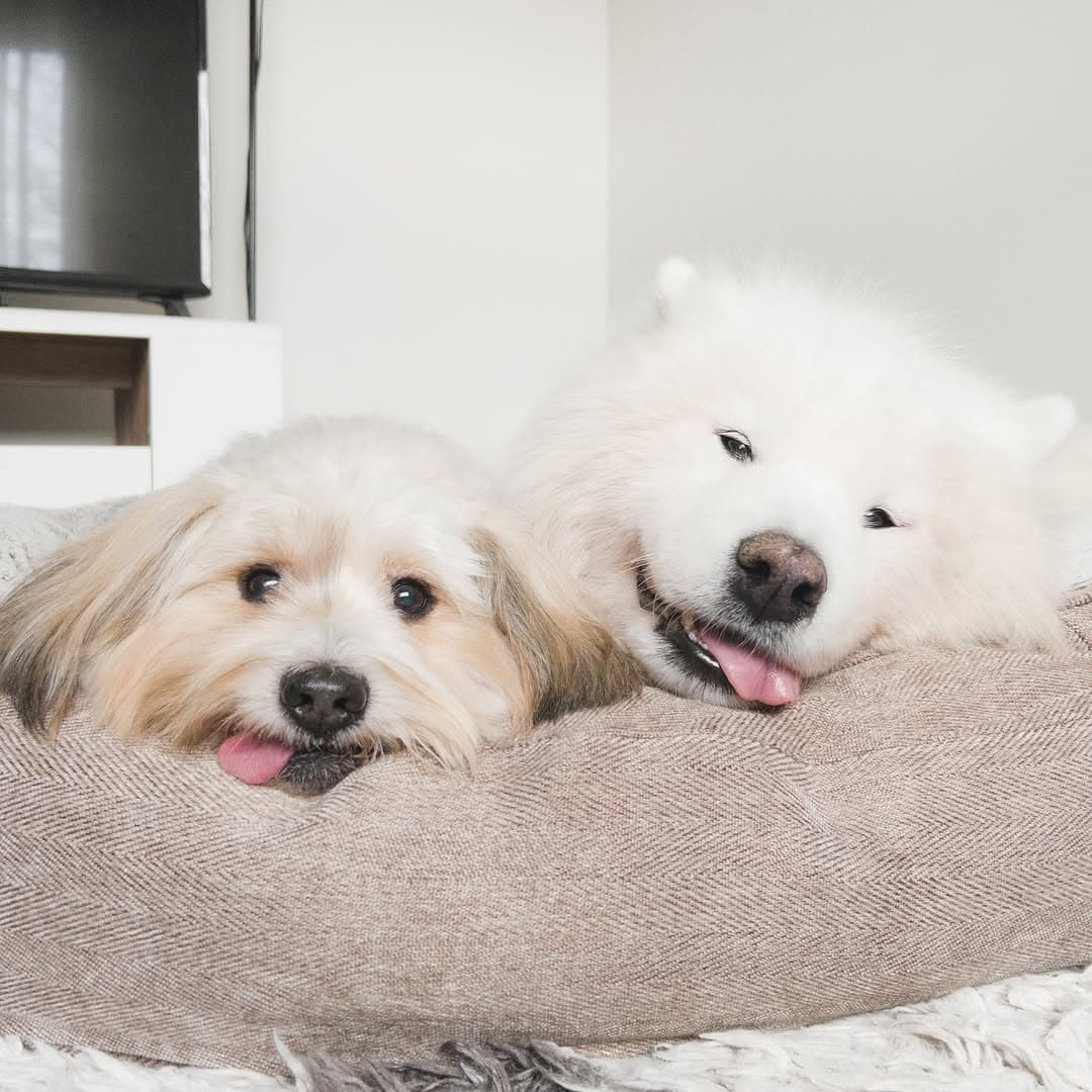 Momo’s cuddling close to Bear to stay warm ❤️🐶🐻❄️