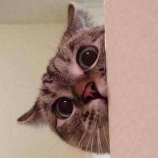 Nala Cat