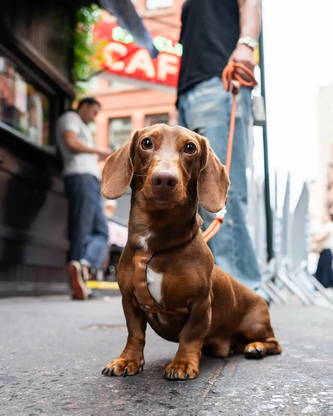 Parmi, Dachshund, Prince & Mercer St., New York, NY • “He licks toes. He’s also