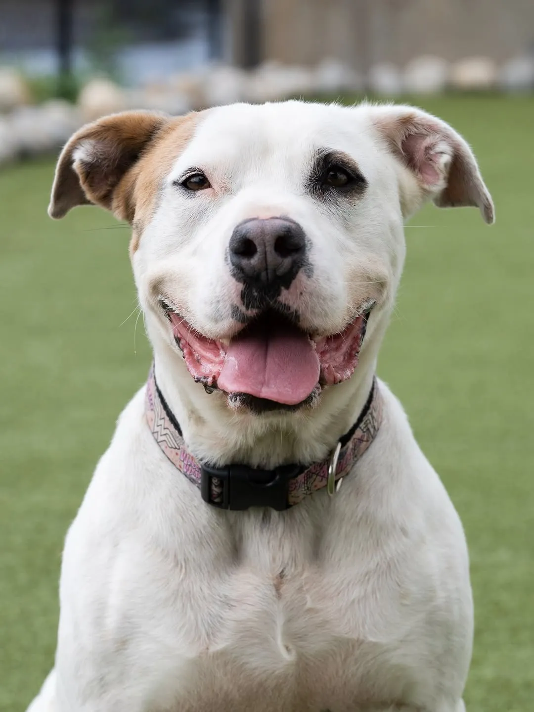 ADOPTABLE: Bryce, mix (5 y/o), via @luckydogrefuge, CT • “She was found in Missi