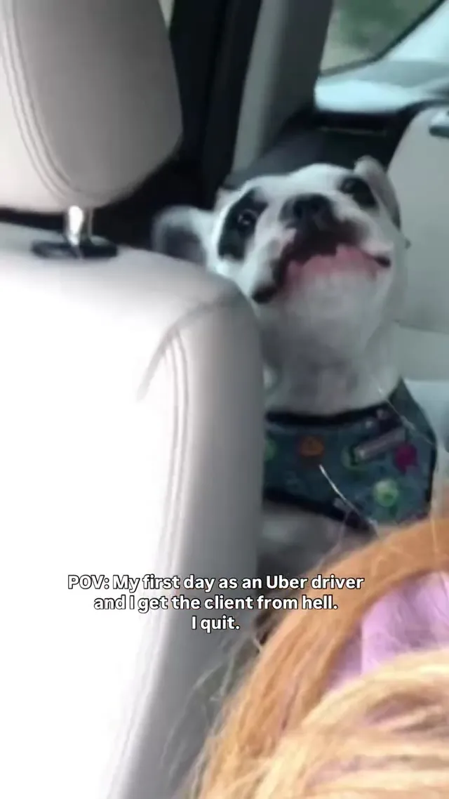 All I did was ask him to put his seatbelt on.
#frenchie #dogs #driver #fyp #jo