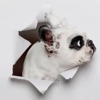 Walter Geoffrey the Frenchie
